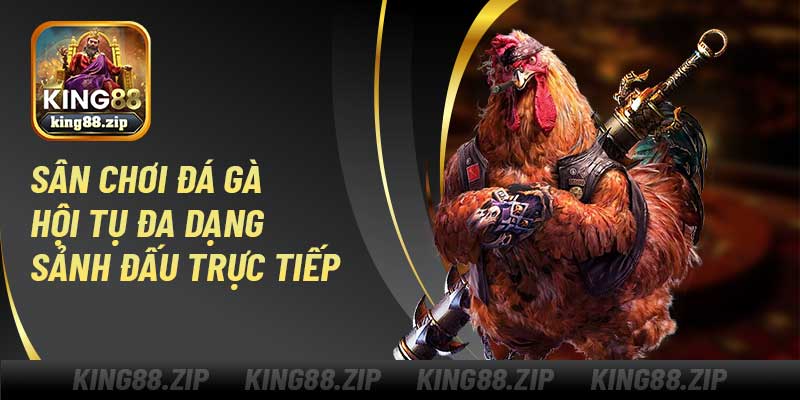 Sân chơi đá gà hội tụ đa dạng sảnh đấu trực tiếp